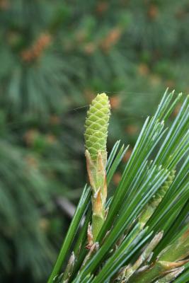 Pinus ×schwerinii (Schwerin's Pine), cone, pistillate