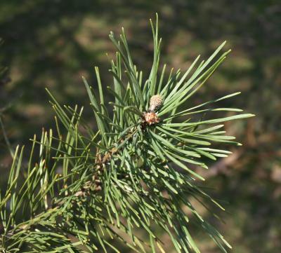 Pinus banksiana (Jack Pine), leaf, mature