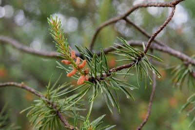 Pinus banksiana (Jack Pine), cone, pollen