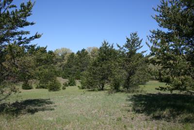 Pinus banksiana (Jack Pine), habitat