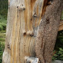 Pinus aristata (Rocky Mountain Bristlecone Pine), bark, mature
