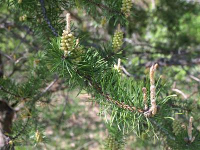 Pinus banksiana (Jack Pine), cone, pollen