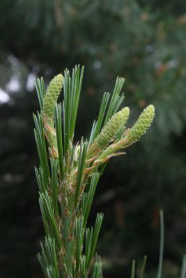 Pinus ×schwerinii (Schwerin's Pine), cone, pistillate