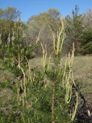Pinus banksiana (Jack Pine), leaf, new