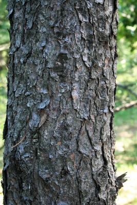 Pinus banksiana (Jack Pine), bark, mature
