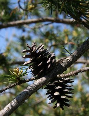 Pinus banksiana (Jack Pine), cone, mature