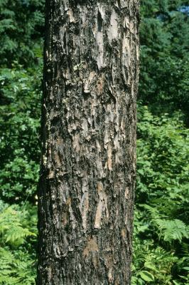 Pinus banksiana (Jack Pine), bark, mature