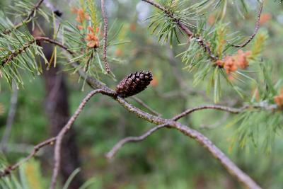 Pinus banksiana (Jack Pine), cone, mature