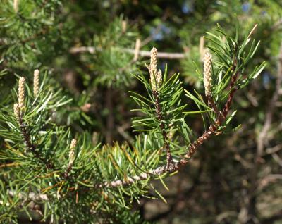Pinus banksiana (Jack Pine), leaf, spring