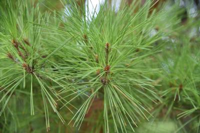 Pinus densiflora 'Umbraculifera' (Tanyosho Pine), bud, terminal