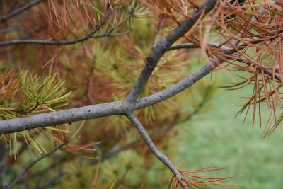 Pinus bungeana (Lacebark Pine), bark, branch