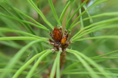 Pinus densiflora 'Umbraculifera' (Tanyosho Pine), bud, terminal