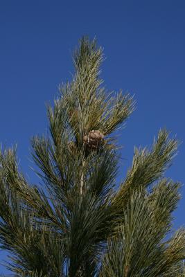 Pinus cembra (Swiss Stone Pine), cone, mature
