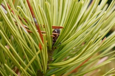 Pinus bungeana (Lacebark Pine), bud, terminal