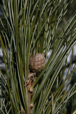 Pinus cembra (Swiss Stone Pine), cone, mature