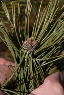 Pinus mugo mugo (Mugo Pine), bud, terminal