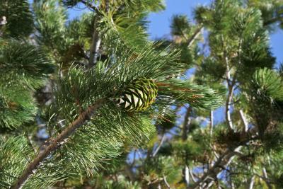 Pinus flexilis (Limber Pine), cone, immature