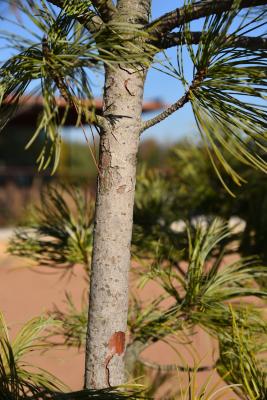 Pinus koraiensis 'Jack Korbit' (Jack Korbit Korean Pine), bark, mature