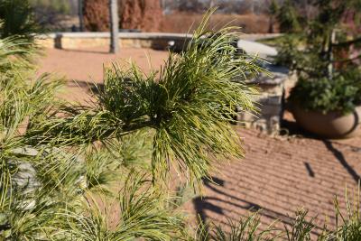 Pinus koraiensis 'Jack Korbit' (Jack Korbit Korean Pine), leaf, mature
