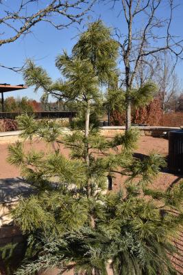 Pinus koraiensis 'Jack Korbit' (Jack Korbit Korean Pine), habit, fall