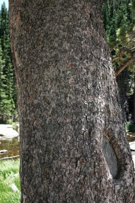Pinus flexilis (Limber Pine), bark, mature