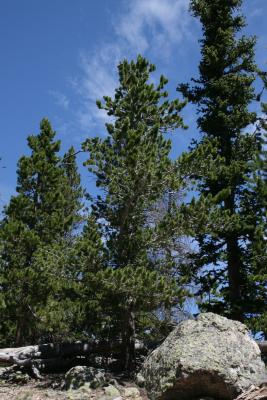 Pinus flexilis (Limber Pine), habit, summer