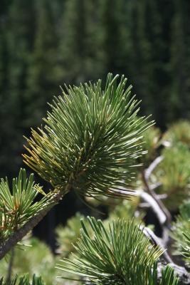 Pinus flexilis (Limber Pine), leaf, summer