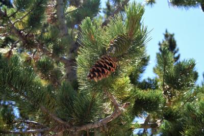 Pinus flexilis (Limber Pine), cone, mature