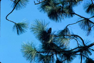 Pinus jeffreyi (Jeffrey Pine), habit, spring