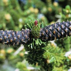 Pinus longaeva (Bristlecone Pine), cone, mature