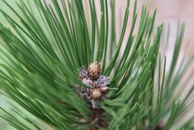 Pinus heldreichii (Heldreich Pine), bud, terminal