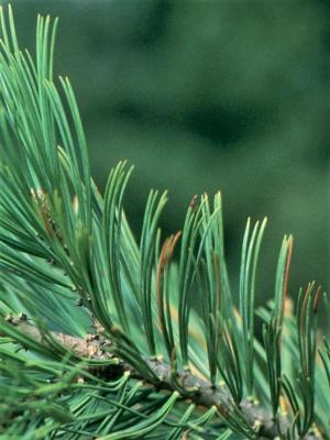 Pinus flexilis (Limber Pine), leaf, mature