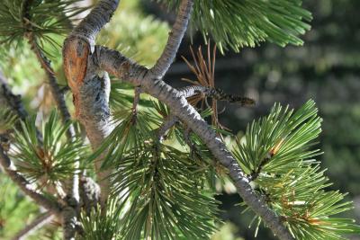 Pinus flexilis (Limber Pine), bark, twig