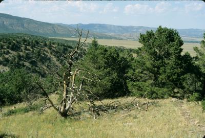 Pinus edulis (Pinyon Pine), habitat