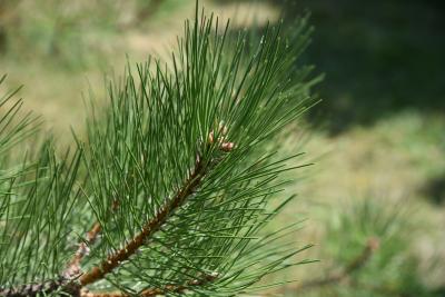 Pinus nigra (Austrian Pine), leaf, summer