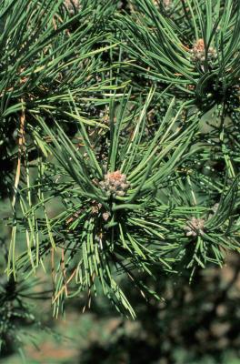 Pinus nigra (Austrian Pine), cone, pollen