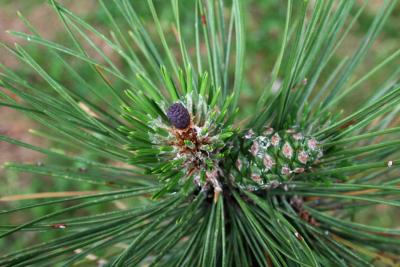 Pinus nigra (Austrian Pine), cone, pistillate, immature