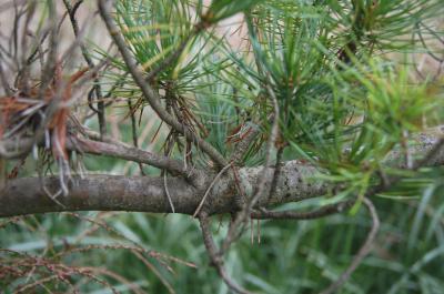 Pinus parviflora (Japanese White Pine), bark, branch