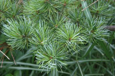 Pinus parviflora (Japanese White Pine), leaf, summer