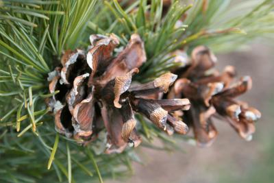 Pinus parviflora 'Peterson' (Peterson Japanese White Pine), cone, mature