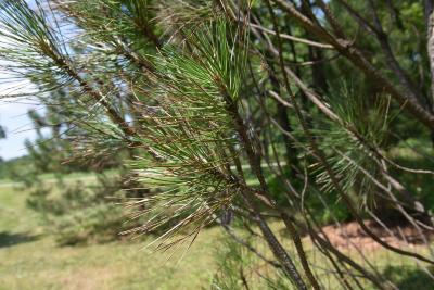 Pinus nigra (Austrian Pine), habit, summer