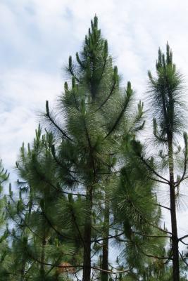 Pinus palustris (Longleaf pine), habit, spring
