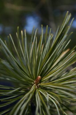 Pinus parviflora (Japanese White Pine), bud, terminal