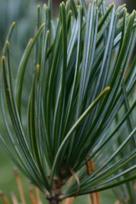 Pinus parviflora (Japanese White Pine), leaf, fall