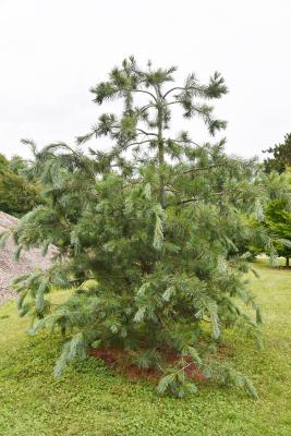 Pinus peuce 'Jeddeloh' (Jeddeloh Balkan Pine), habit, summer