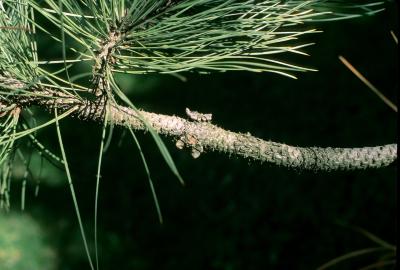 Pinus ponderosa (Ponderosa Pine), bark, branch