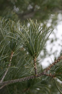 Pinus parviflora (Japanese White Pine), bark, twig