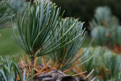 Pinus parviflora (Japanese White Pine), leaf, fall