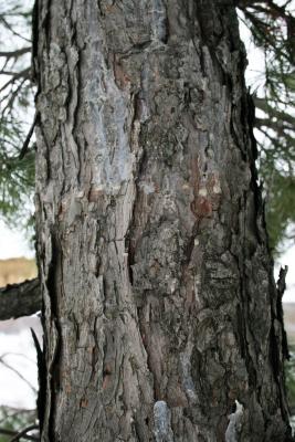 Pinus parviflora (Japanese White Pine), bark, mature