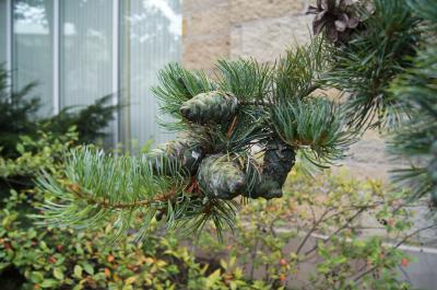 Pinus parviflora (Japanese White Pine), cone, immature